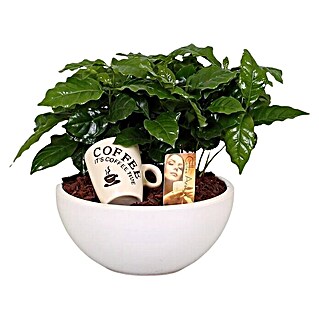 Piardino Zimmerpflanzen-Arrangement Kaffeepflanze (Coffea arabica, Topfgröße: 25 cm)