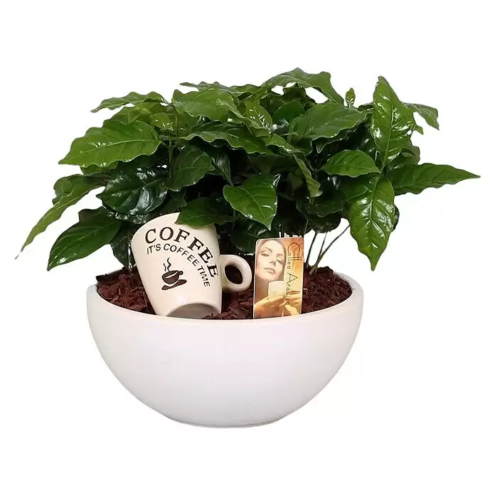 Piardino Zimmerpflanzen-Arrangement KaffeepflanzeCoffea arabica, Topfgröße: 25 cm