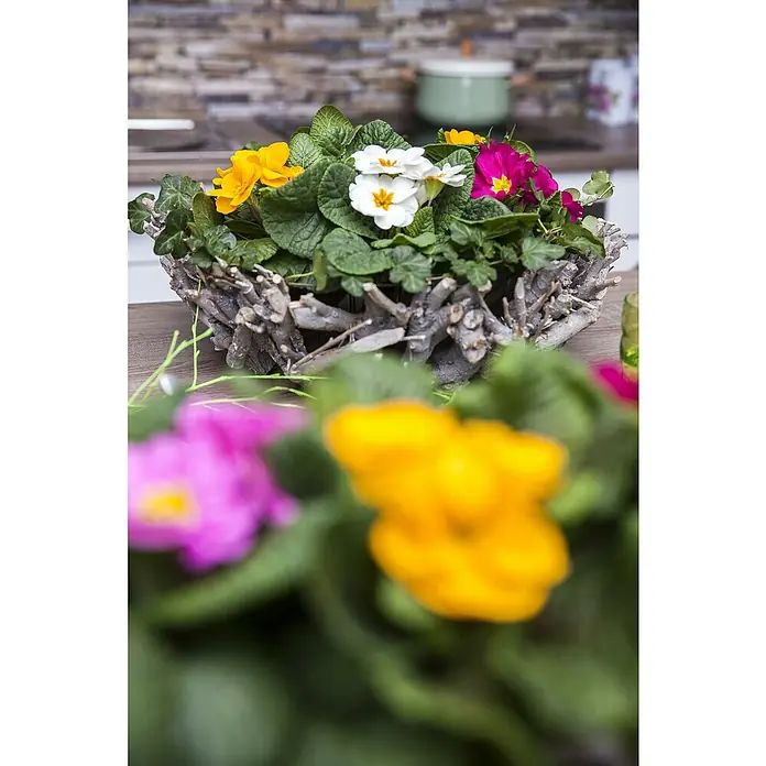Piardino Primel Set - Primula acaulis, 10 Stk., Topfgröße: 10 cm, Gemischt - Bunte Primeln in einem rustikalen Holzgefäß. Frühlingsblüher in Gelb, Weiß und Pink bringen Farbe ins Haus.