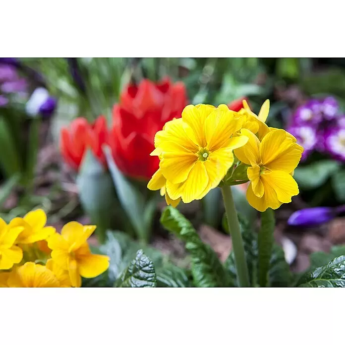 Piardino Primel Set - Primula acaulis, 10 Stk., Topfgröße: 10 cm, Gemischt - Detailaufnahme