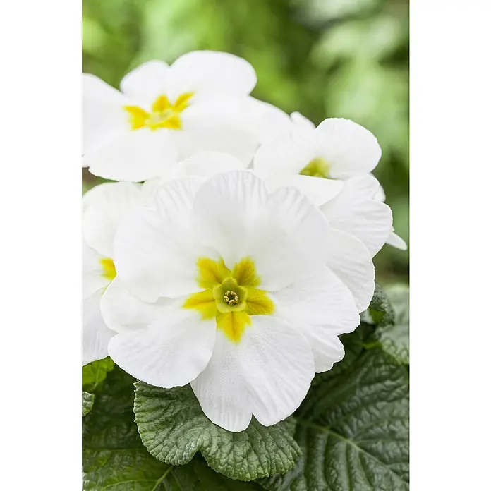 Piardino Primel Set - Primula acaulis, 10 Stk., Topfgröße: 10 cm, Gemischt - Nahaufnahme von weißen Primelblüten mit gelben Zentren, die einen frischen und lebendigen Eindruck vermitteln. Die Blätter bieten einen schönen Kontrast.
