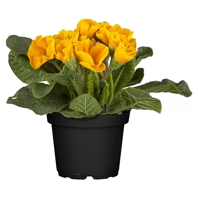 Piardino Primel Set - Primula acaulis, 10 Stk., Topfgröße: 10 cm, Gemischt - Vorderansicht