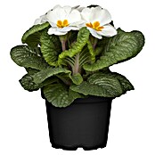 Piardino Frühlingsblüher Primel-Set (Primula acaulis, 10 Stk., Topfgröße: 10 cm, Gemischt) | BAUHAUS