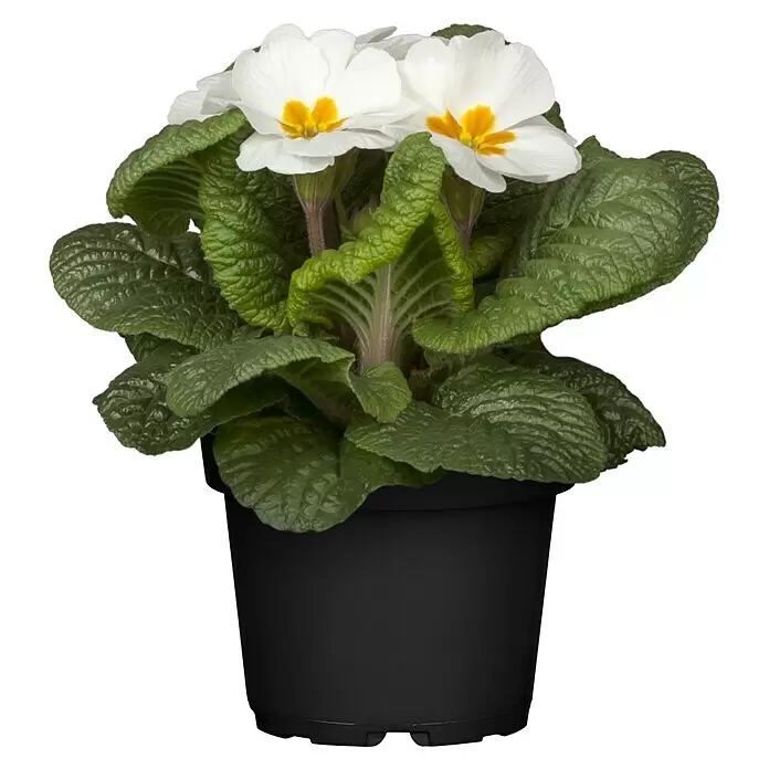 Piardino Primel Set - Primula acaulis, 10 Stk., Topfgröße: 10 cm, Gemischt - Vorderansicht