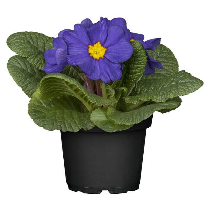 Piardino Frühlingsblüher Primel-Set (Primula acaulis, 10 Stk., Topfgröße: 10 cm, Gemischt) | BAUHAUS