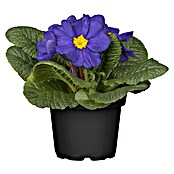 Piardino Frühlingsblüher Primel-Set (Primula acaulis, 10 Stk., Topfgröße: 10 cm, Gemischt) | BAUHAUS