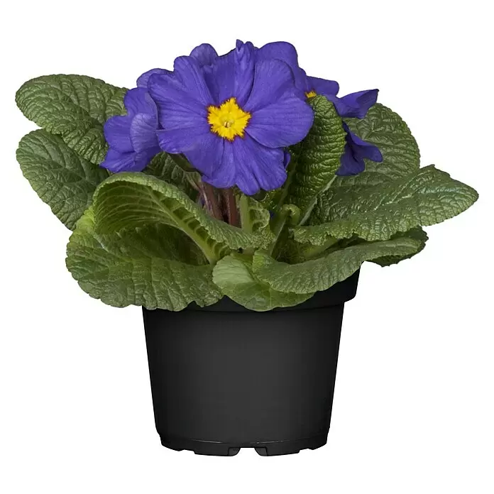 Piardino Primel Set - Primula acaulis, 10 Stk., Topfgröße: 10 cm, Gemischt - Vorderansicht