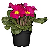 Piardino Frühlingsblüher Primel-Set (Primula acaulis, 10 Stk., Topfgröße: 10 cm, Gemischt) | BAUHAUS