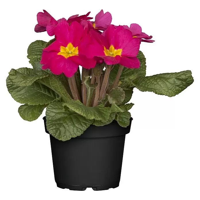 Piardino Primel Set - Primula acaulis, 10 Stk., Topfgröße: 10 cm, Gemischt - Vorderansicht