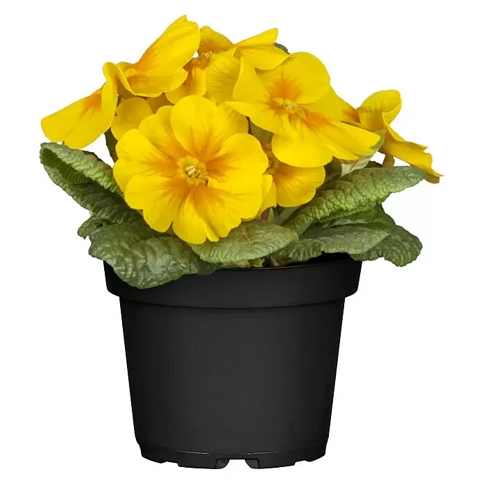 Piardino Primel Set - Primula acaulis, 10 Stk., Topfgröße: 10 cm, Gemischt - Vorderansicht