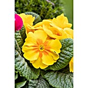 Piardino Frühlingsblüher Primel-Set (Primula acaulis, 10 Stk., Topfgröße: 10 cm, Gemischt) | BAUHAUS