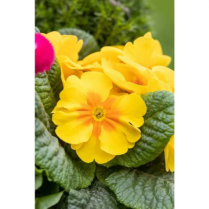 Piardino Primel Set - Primula acaulis, 10 Stk., Topfgröße: 10 cm, Gemischt - Gelbe Primelblüten stehen im Mittelpunkt, umgeben von grünen Blättern. Eine einzelne pinkfarbene Blüte ist am linken Rand zu sehen.