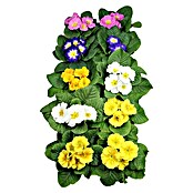 Piardino Frühlingsblüher Primel-Set (Primula acaulis, 10 Stk., Topfgröße: 10 cm, Gemischt) | BAUHAUS