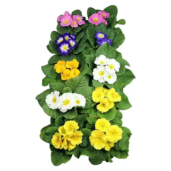 Piardino Primel Set - Primula acaulis, 10 Stk., Topfgröße: 10 cm, Gemischt - Diagonale Ansicht
