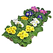 Piardino Frühlingsblüher Primel-Set (Primula acaulis, 10 Stk., Topfgröße: 10 cm, Gemischt) | BAUHAUS