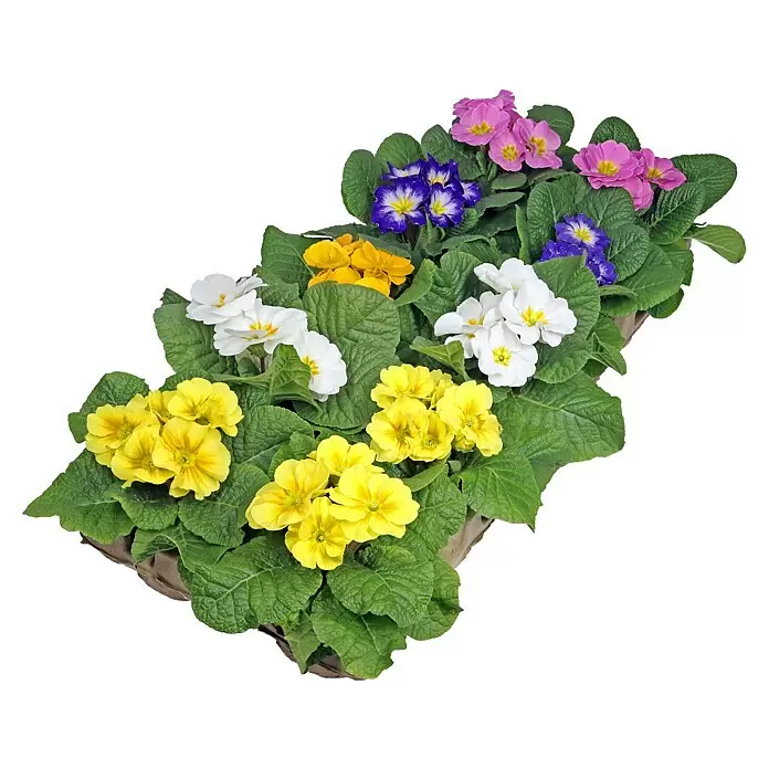 Piardino Primel Set - Primula acaulis, 10 Stk., Topfgröße: 10 cm, Gemischt - Diagonale Ansicht