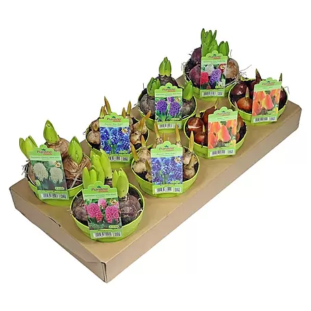 Piardino  Frühlingsblumenzwiebel-Mix