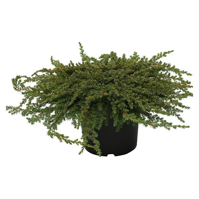 Gemeiner WacholderJuniperus communis 'Green Mantle', Topfvolumen: 4,6 l, Aktuelle Wuchshöhe: 50 cm - 70 cm Front View