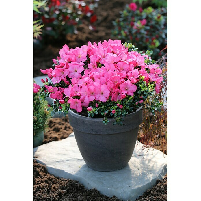 Japanische AzaleeRhododendron obtusum 'Anouk', Topfvolumen: 2,3 l, Rosa Mood Shot