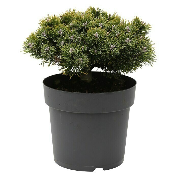 Berg-KieferPinus mugo 'Sherwood Compact', Topfvolumen: 2,3 l, Aktuelle Wuchshöhe: 15 cm - 20 cm Front View