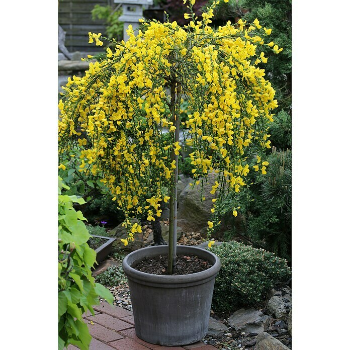 Ginster StämmchenCytisus scoparius 'Golden Tears', Topfvolumen: 5 l, Goldgelb Mood Shot