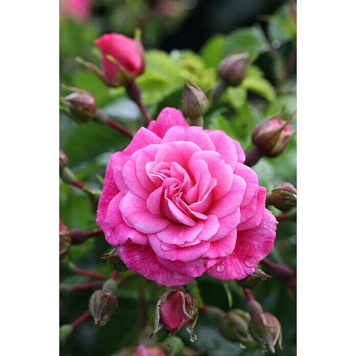 BeetroseRosa 'Palmengarten Frankfurt'®, Rosa Detail Shot