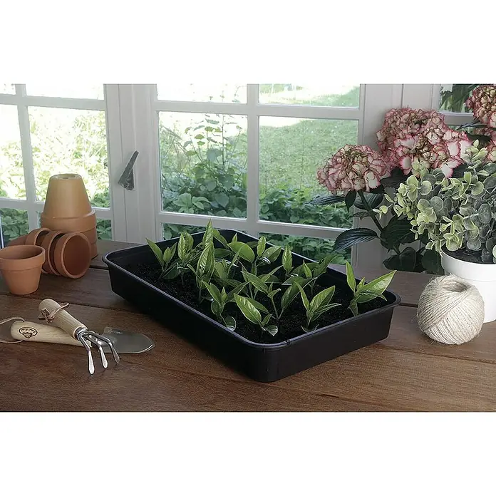 Nortene Invernadero Rapid grow - Medidas ext. (An x Pr): 24 x 38 cm, Antracita/Trasparente - Plantas jóvenes en una bandeja de cultivo negra sobre una mesa de madera frente a una ventana, rodeadas de herramientas de jardinería y hortensias.