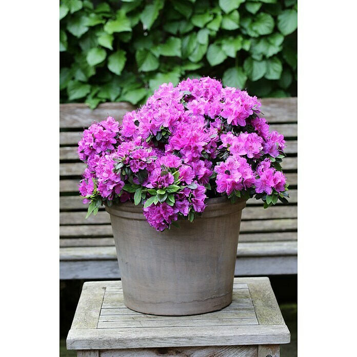 Japanische AzaleeRhododendron obtusum 'Königstein', Topfvolumen: 4,6 l, Violett Mood Shot