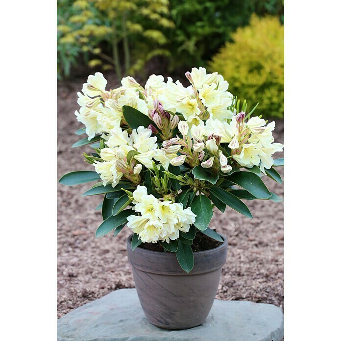 Großblumiger RhododendronRhododendron INKARHO® 'Gelbe Dufthecke', Topfvolumen: 5 l, Gelb Mood Shot