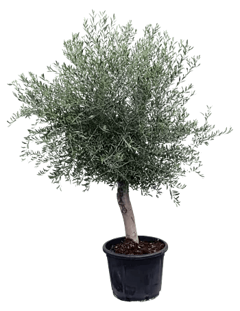 gold capella plant Schefflera Arboricola Gold Capella – ShopTropicals main image 1