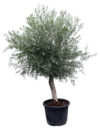 rhododendron pot The Green Vase Potted Rhododendron main image 0