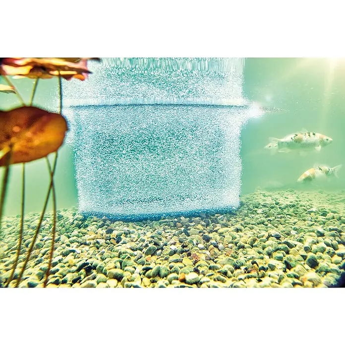 Pontec Belüfterring AQUA OXY DPassend für: OASE AquaOxy 5000 oder OASE AquaOxy 7500 - Nahaufnahme eines Aquariums mit Koi-Fischen und einem sprudelnden Sauerstoffstein, der das Wasser mit Blasen anreichert und für eine gesunde Umgebung sorgt.