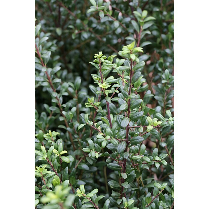 BergilexIlex crenata 'Ellipta Convex', Aktuelle Wuchshöhe: 15 cm - 20 cm Detail Shot