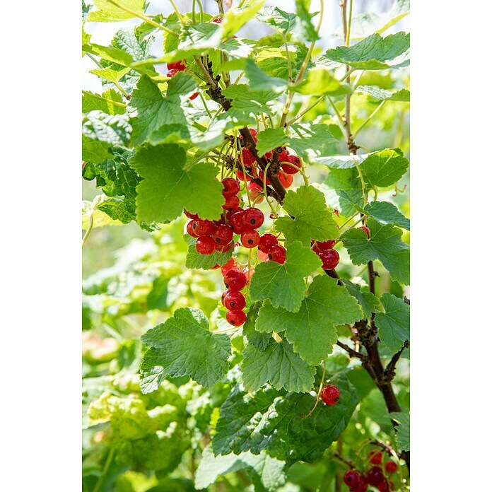 Piardino Rote Johannisbeere (Ribes rubrum 'Jonkheer van Tets', Topfgröße: 19 cm, Erntezeit: Juli) | BAUHAUS