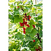 Piardino Rote Johannisbeere (Ribes rubrum 'Jonkheer van Tets', Topfgröße: 19 cm, Erntezeit: Juli) | BAUHAUS
