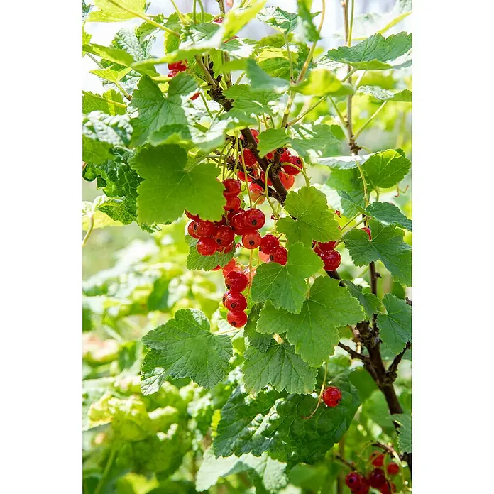Piardino Rote Johannisbeere - Ribes rubrum 'Jonkheer van Tets', Topfgröße: 19 cm, Erntezeit: Juli - Frische, leuchtend rote Johannisbeeren hängen an einem Strauch, umgeben von saftig grünen Blättern, ein Genuss für Auge und Gaumen.