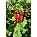 Piardino Rote Johannisbeere 
