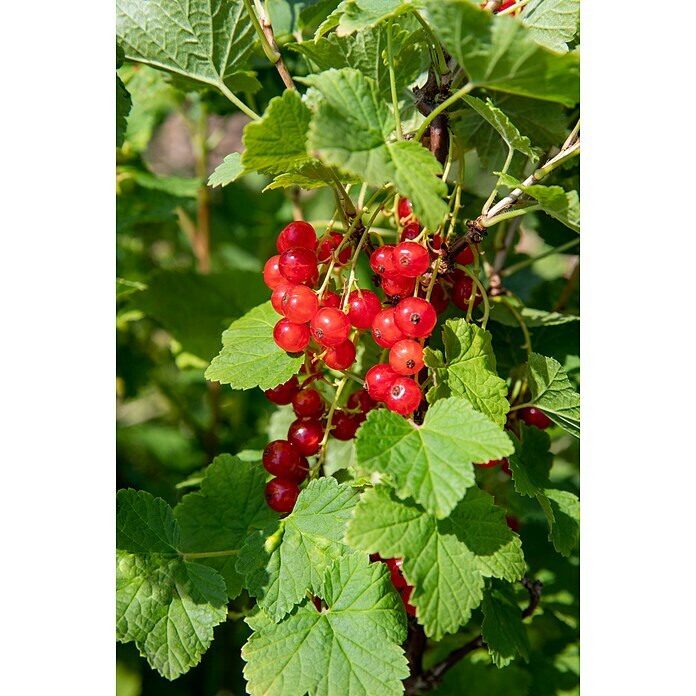 Piardino Rote Johannisbeere (Ribes rubrum 'Jonkheer van Tets', Topfgröße: 19 cm, Erntezeit: Juli) | BAUHAUS