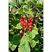 Piardino Rote Johannisbeere (Ribes rubrum 'Jonkheer van Tets', Topfgröße: 19 cm, Erntezeit: Juli) | BAUHAUS