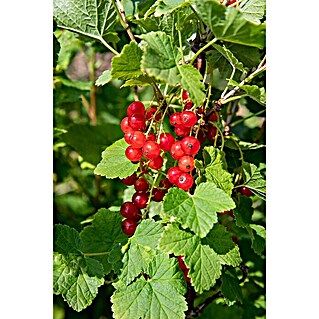 Piardino Rote Johannisbeere (Ribes rubrum 'Jonkheer van Tets', Topfgröße: 19 cm, Erntezeit: Juli)