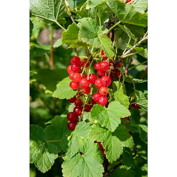 Piardino Rote Johannisbeere - Ribes rubrum 'Jonkheer van Tets', Topfgröße: 19 cm, Erntezeit: Juli - Nahaufnahme von roten Johannisbeeren, die an einem Strauch mit grünen Blättern wachsen.