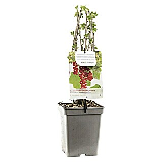 Rote Johannisbeere (Ribes rubrum 'Jonkheer van Tets', Erntezeit: Juni, Topfvolumen: 3 l)