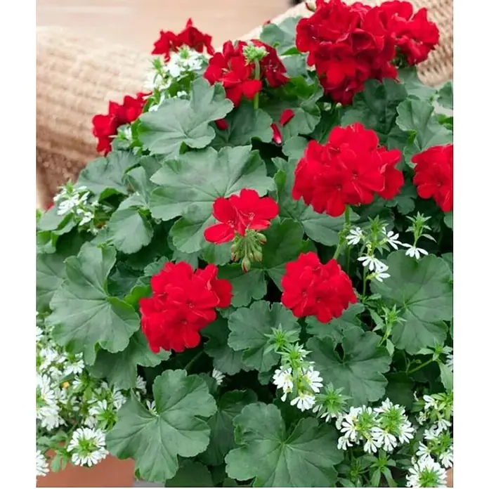 Piardino Geranio - Pelargonium Caliope, Tamaño de maceta: 15 cm, En función de la variedad - Geranios rojos exuberantes y flores blancas en una maceta, una decoración colorida y vibrante para jardín o balcón.