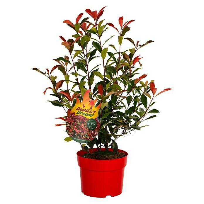 GlanzmispelPhotinia fraseri 'Devils Dream'® Front View