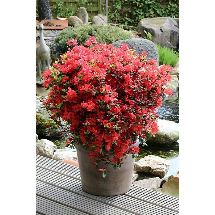 Japanische AzaleeRhododendron obtusum 'Juliette'®, Topfvolumen: 4 l, Orangerot Mood Shot