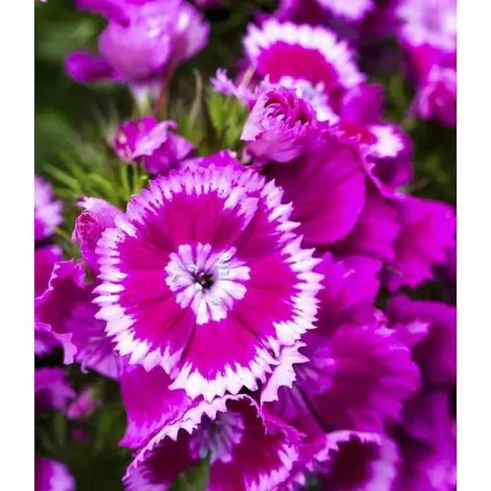 Clavel del poeta - Dianthus barbatus, Tamaño de maceta: 11 cm, En función de la variedad - Primer plano de vibrantes flores de clavelina rosa con bordes blancos y dentados, ofreciendo una vista colorida y detallada de las flores.