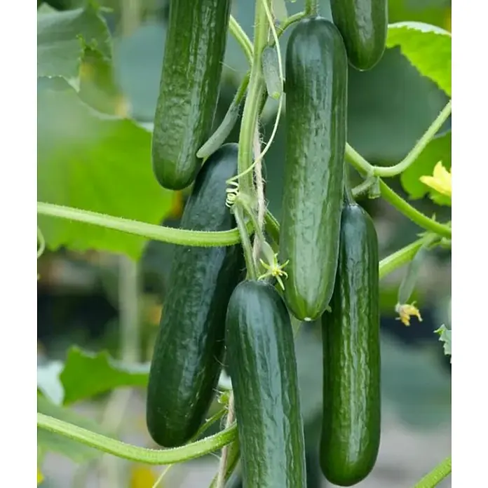 Pepino - Cucumis sativus, 17 cm - Jugosas pepinos colgando de la planta, listos para ser cosechados. Verduras frescas de tu propio jardín.