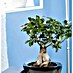 Ficus de Indias 