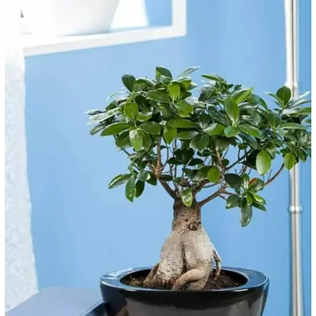 Piardino  Ficus de Indias