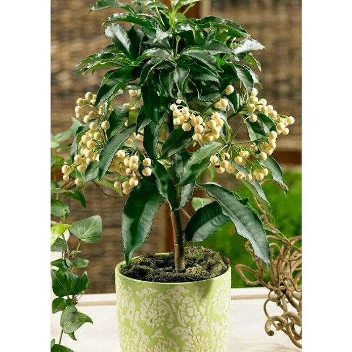 Piardino Baya de Navidad (Ardisia crenata, Tamaño de maceta: 14 cm, Amarillo) | BAUHAUS